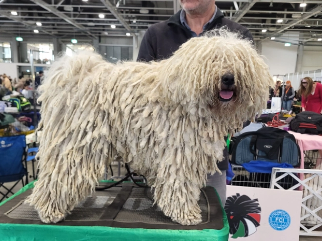 Perros Puli en venta